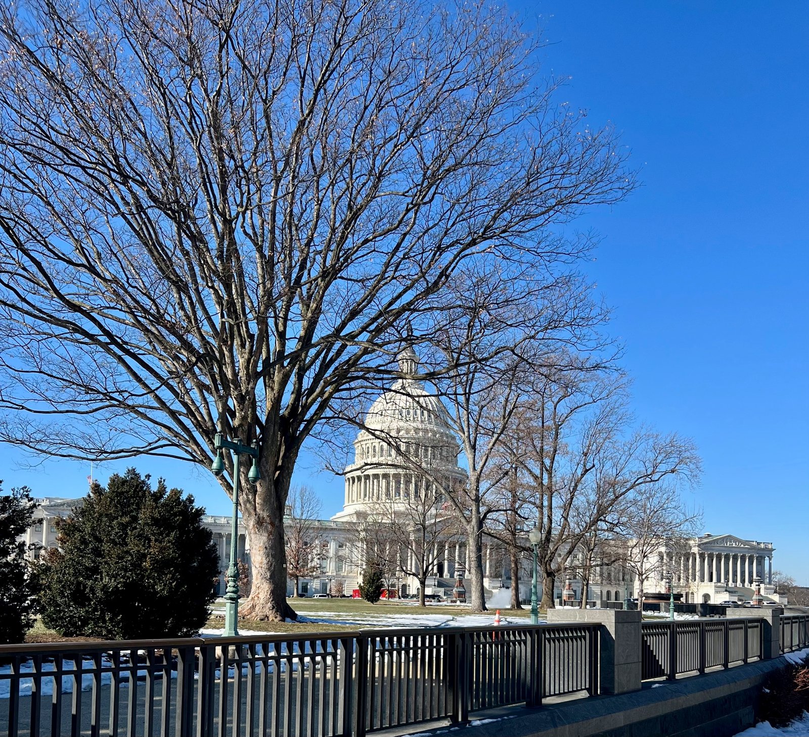 US Capitol Building with foreground bare tree and blue sky.